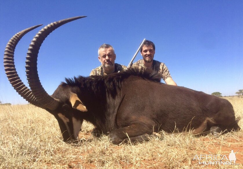 Sable Antelope Hunt in South Africa