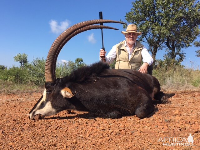 Sable Antelope Hunt in South Africa