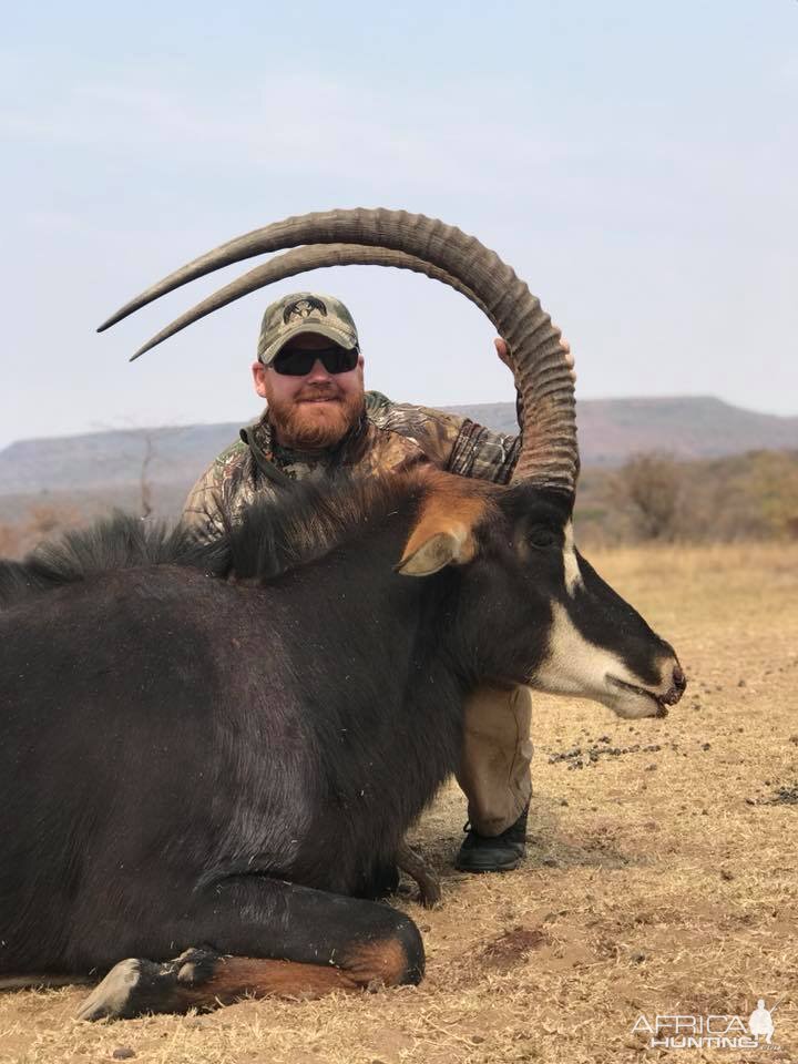 Sable Antelope Hunt in South Africa