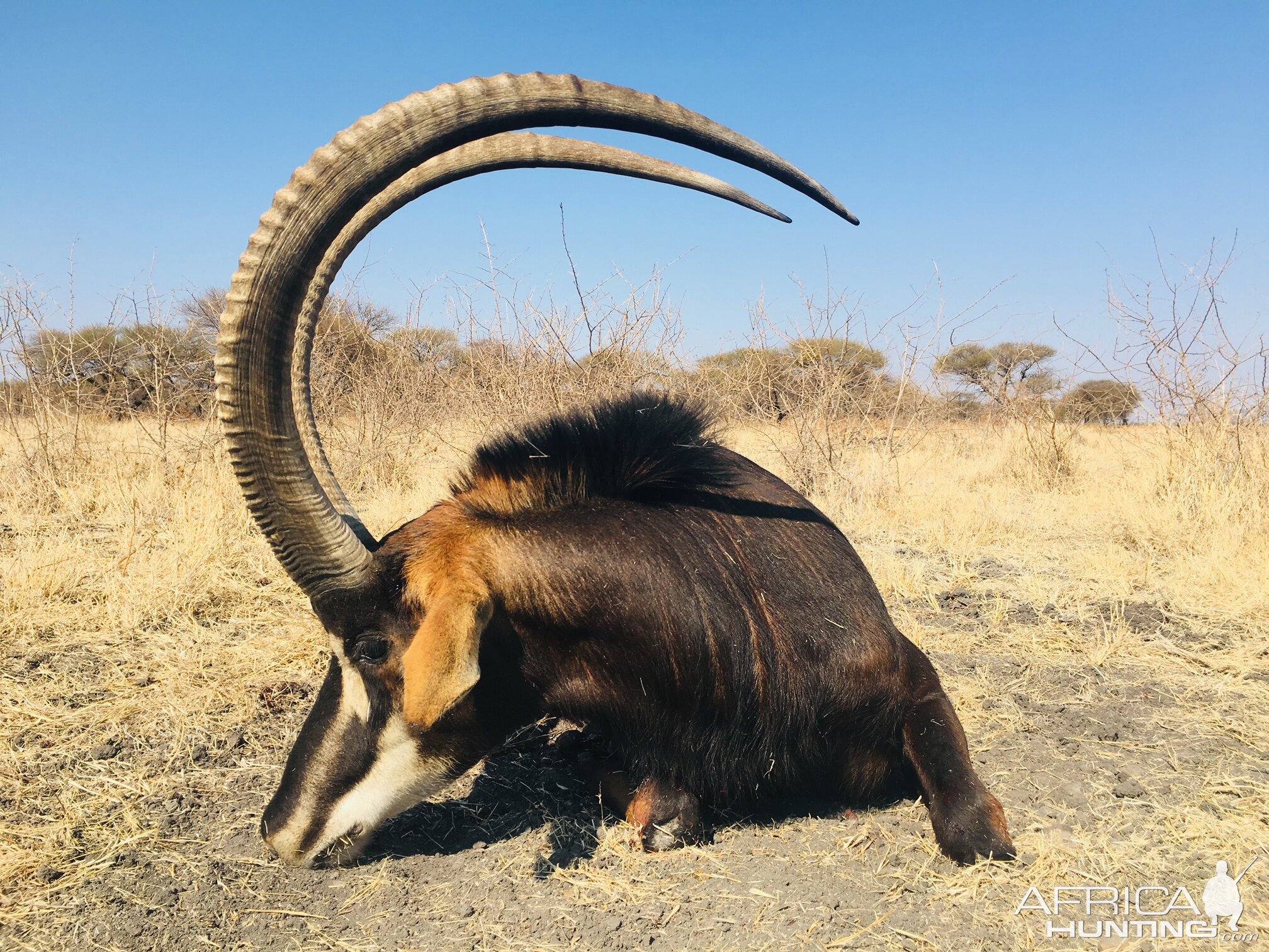 Sable Antelope Hunt South Africa