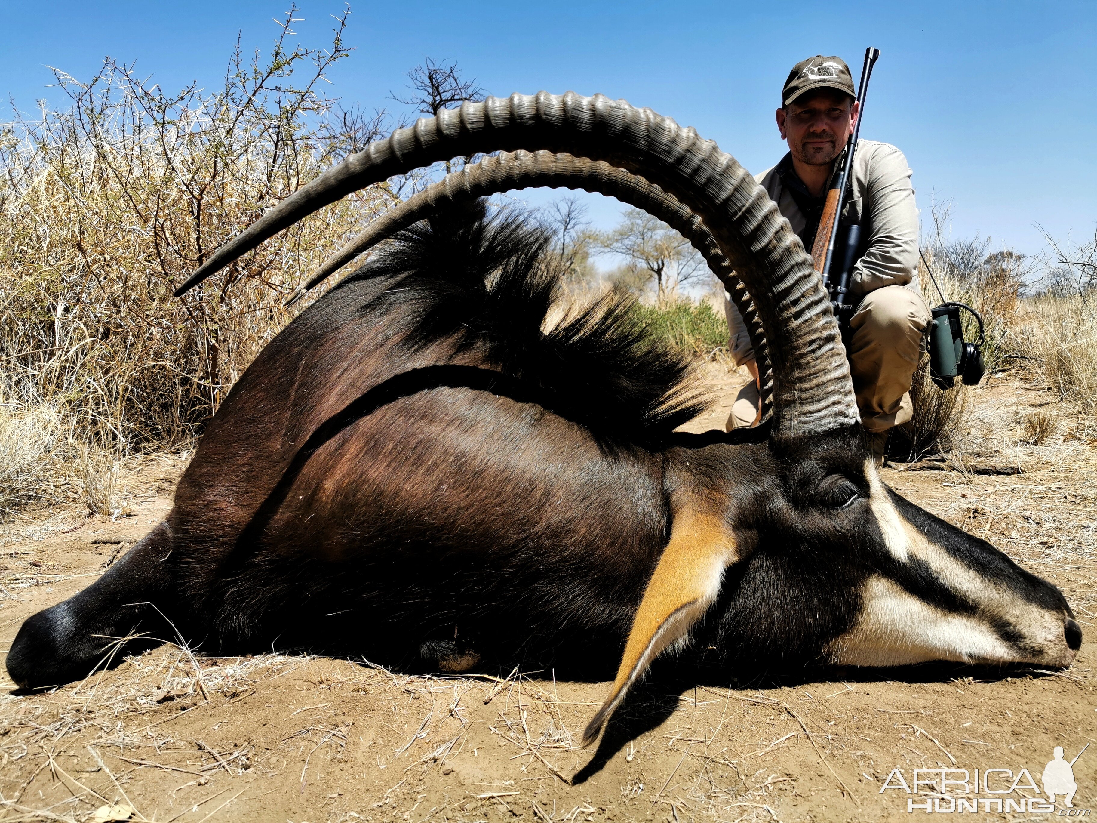 Sable Antelope Hunt South Africa