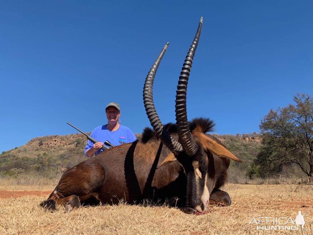 Sable Antelope Hunt South Africa