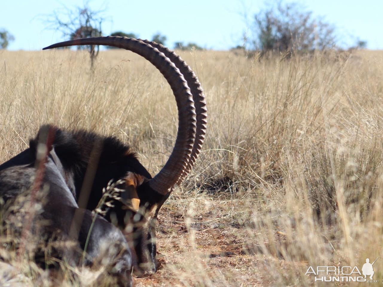 Sable Antelope Hunt South Africa