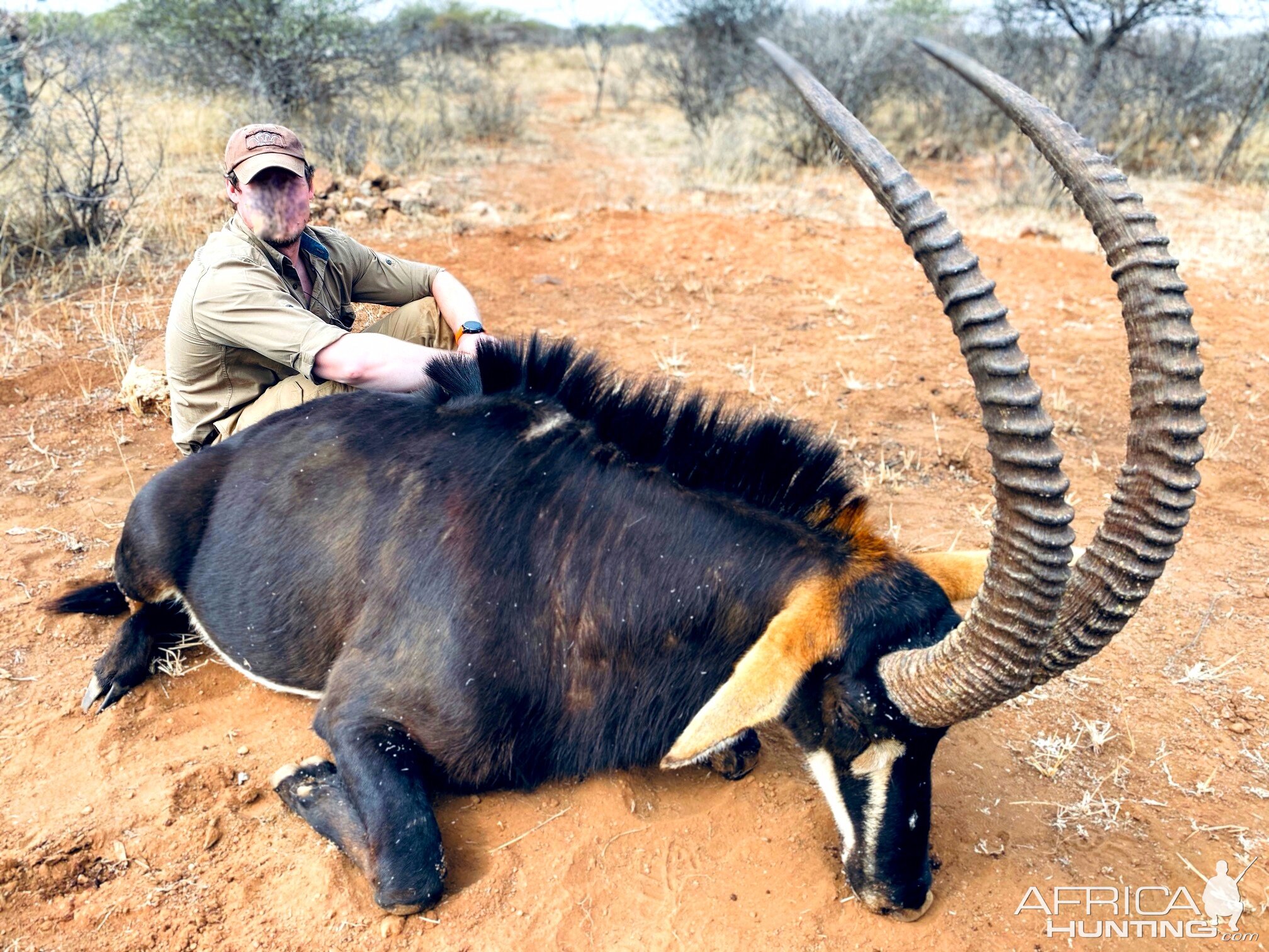 Sable Antelope Hunt South Africa