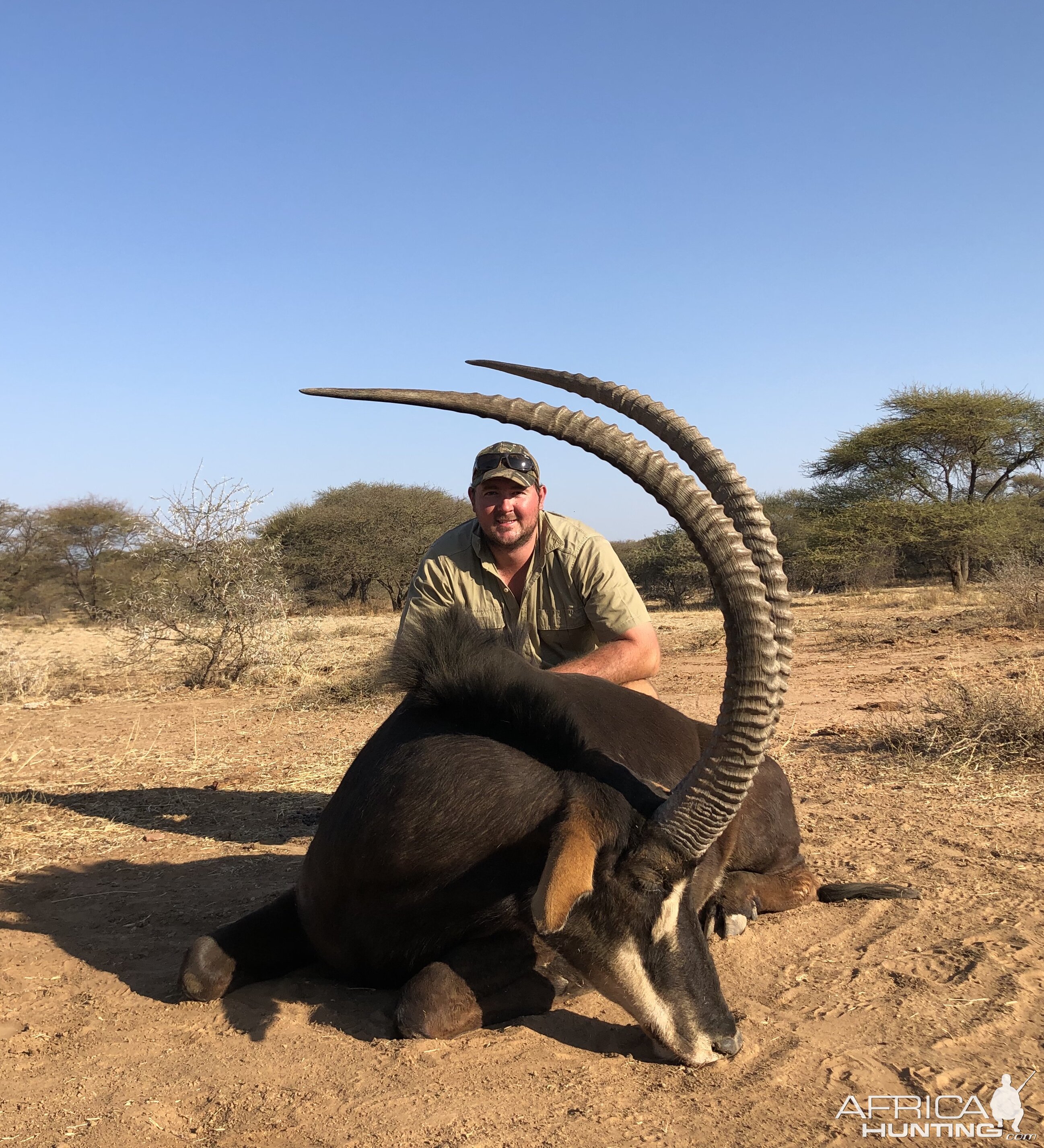 Sable Antelope Hunt South Africa