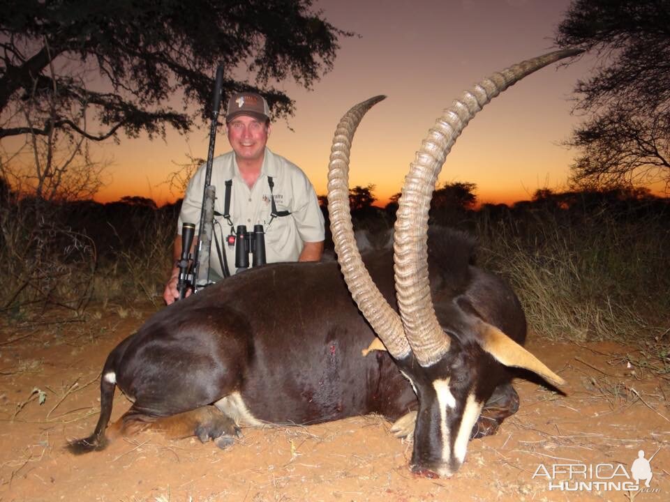 Sable Antelope Hunt South Africa