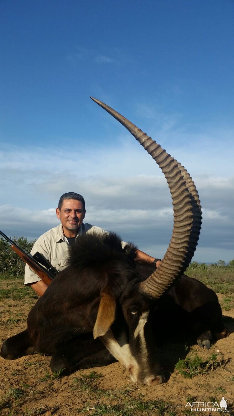 Sable Antelope Hunt South Africa