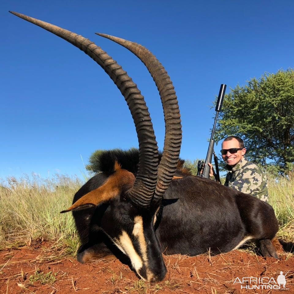 Sable Antelope Hunt South Africa