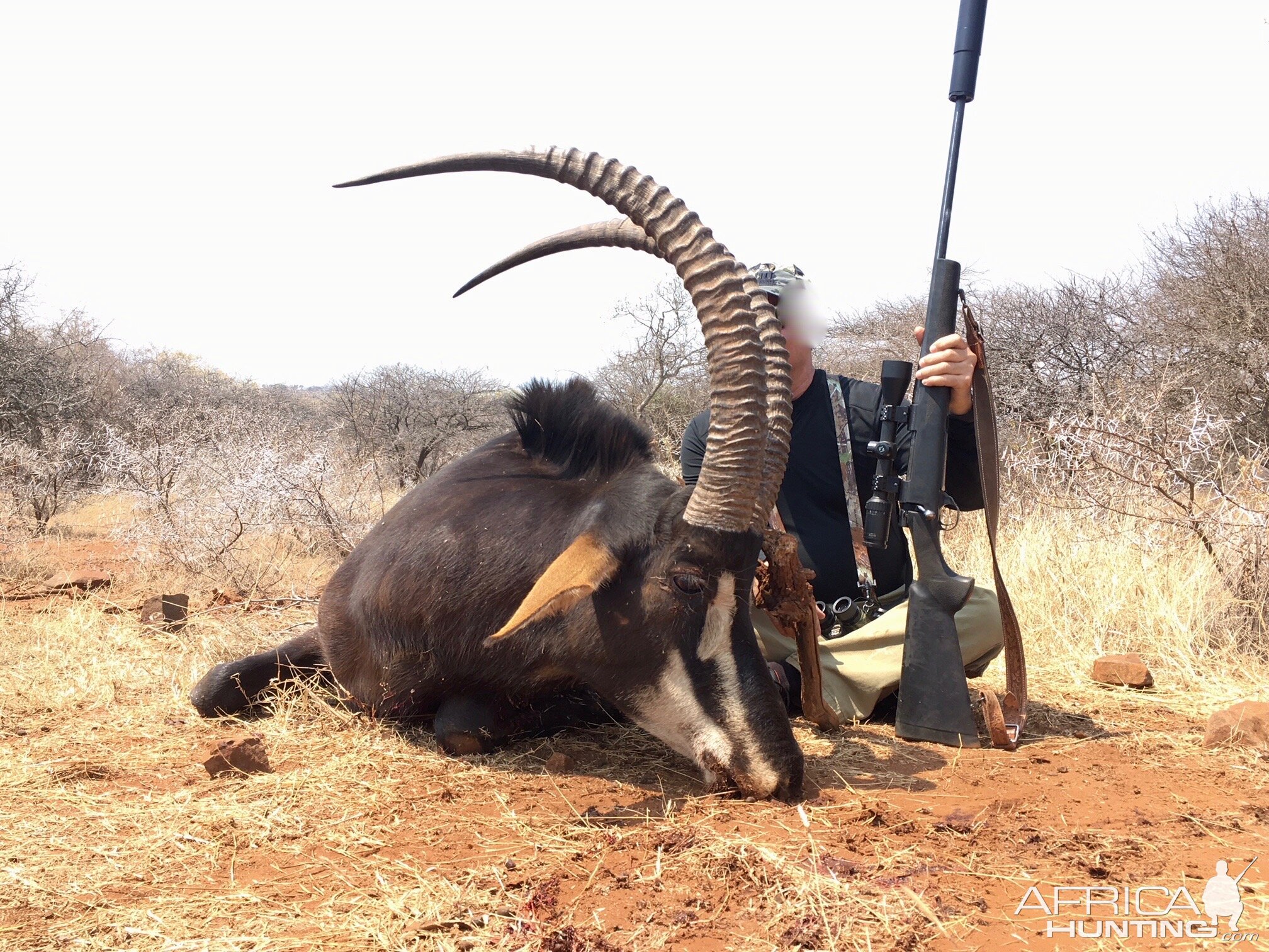 Sable Antelope Hunt South Africa