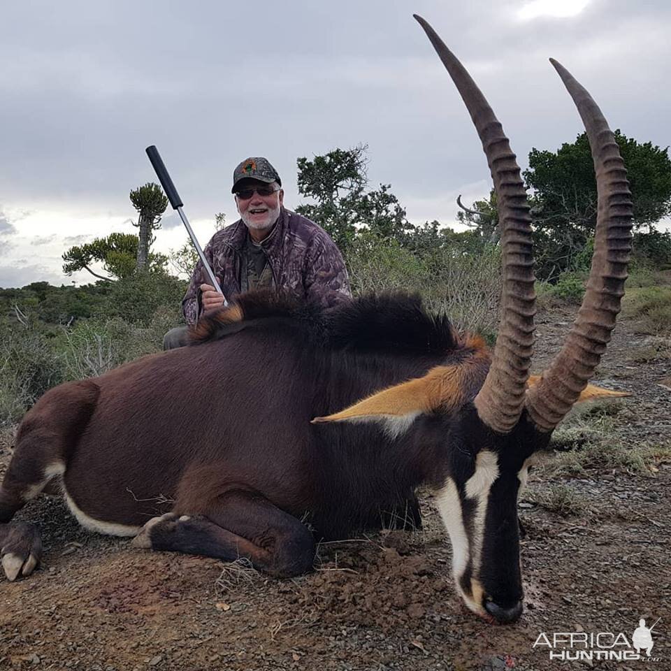 Sable Antelope Hunt South Africa