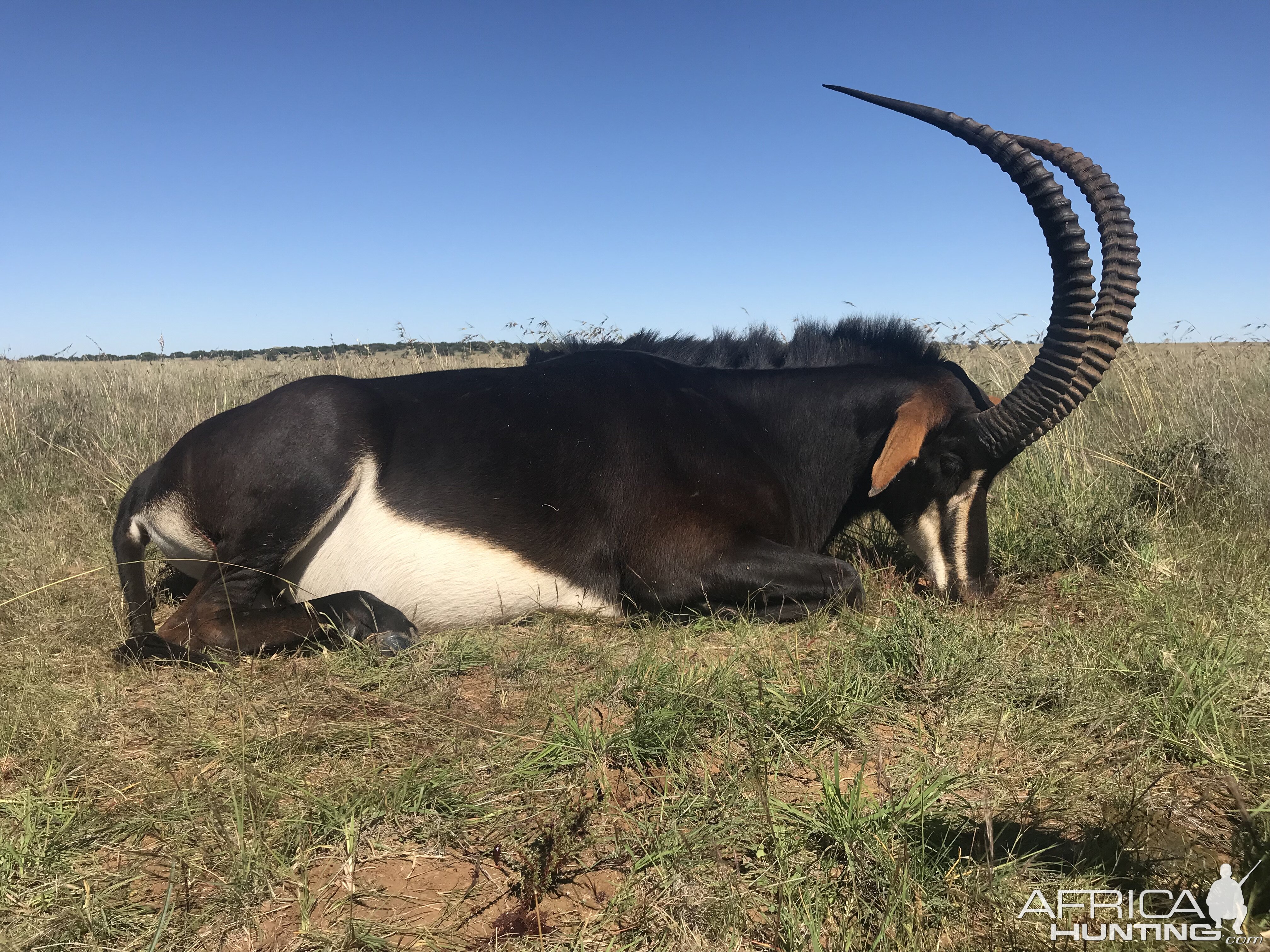 Sable Antelope Hunt South Africa