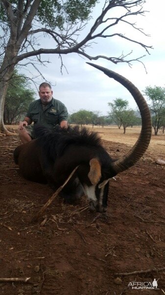 Sable Antelope Hunt South Africa