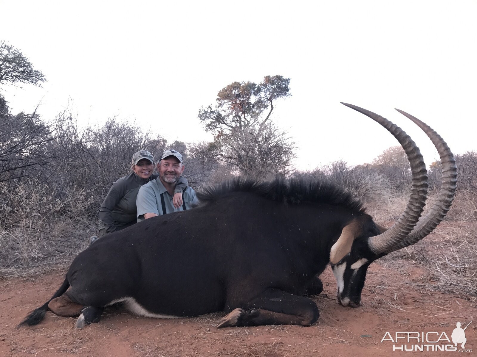 Sable Antelope Hunt South Africa