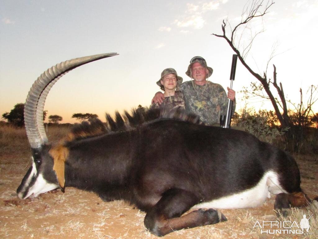 Sable Antelope Hunt South Africa