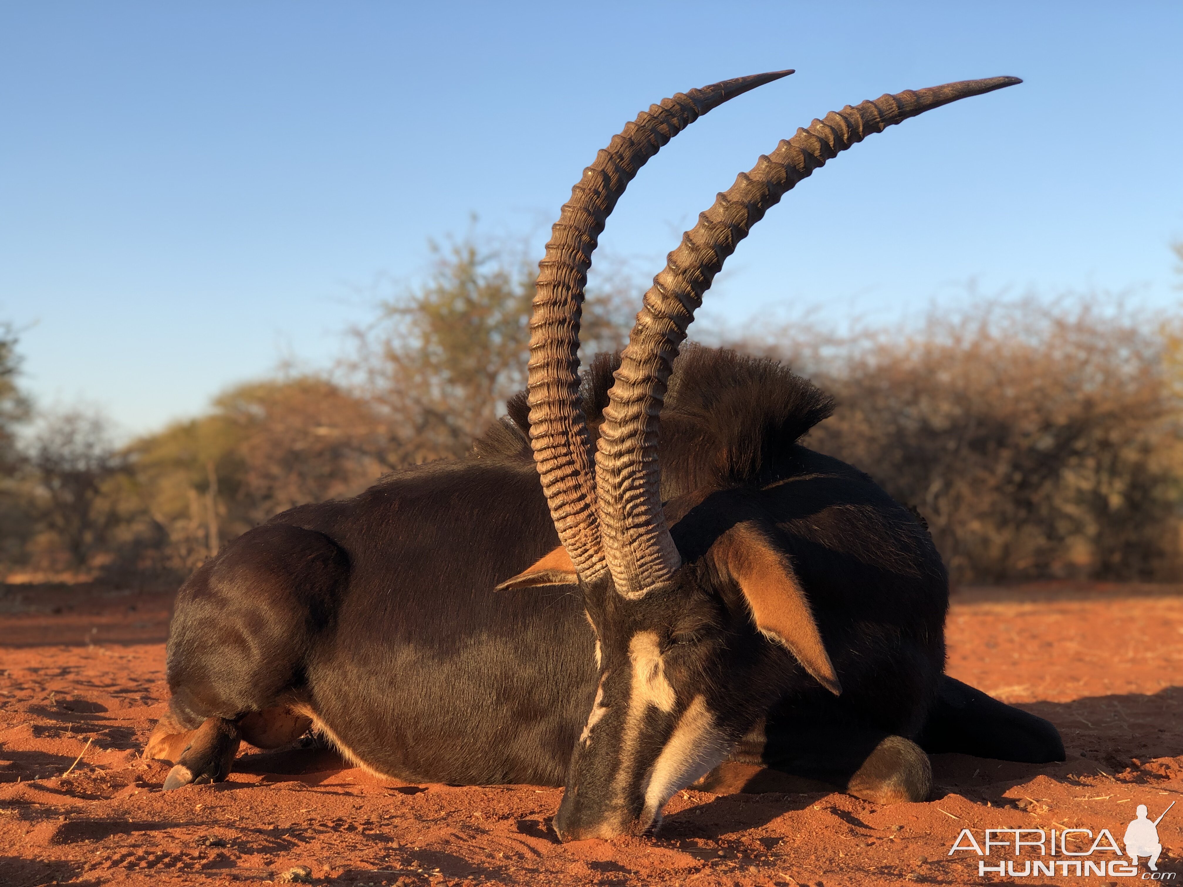 Sable Antelope Hunt South Africa