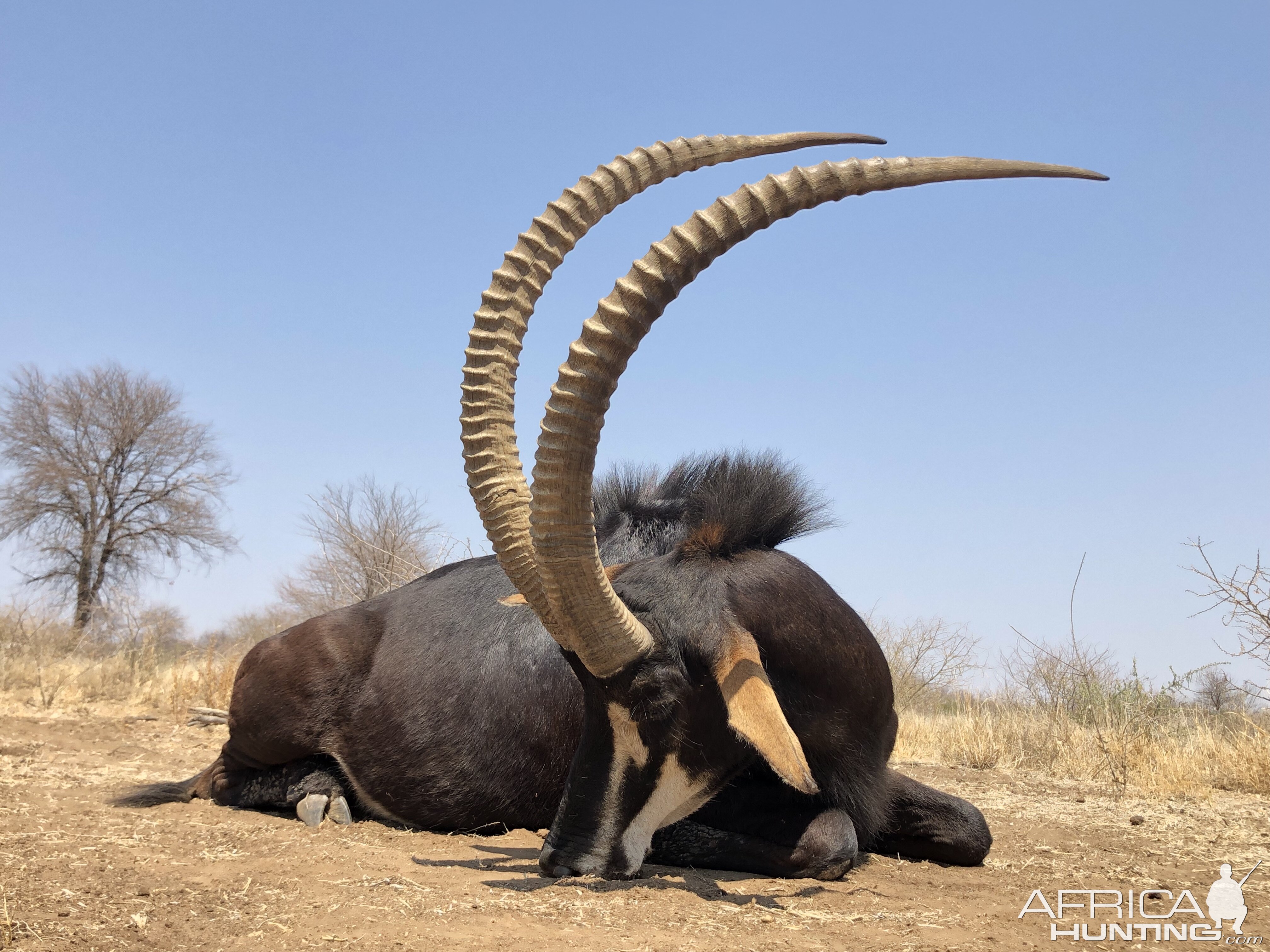 Sable Antelope Hunt South Africa