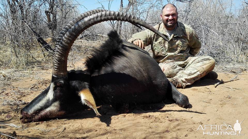 Sable Antelope Hunt South Africa