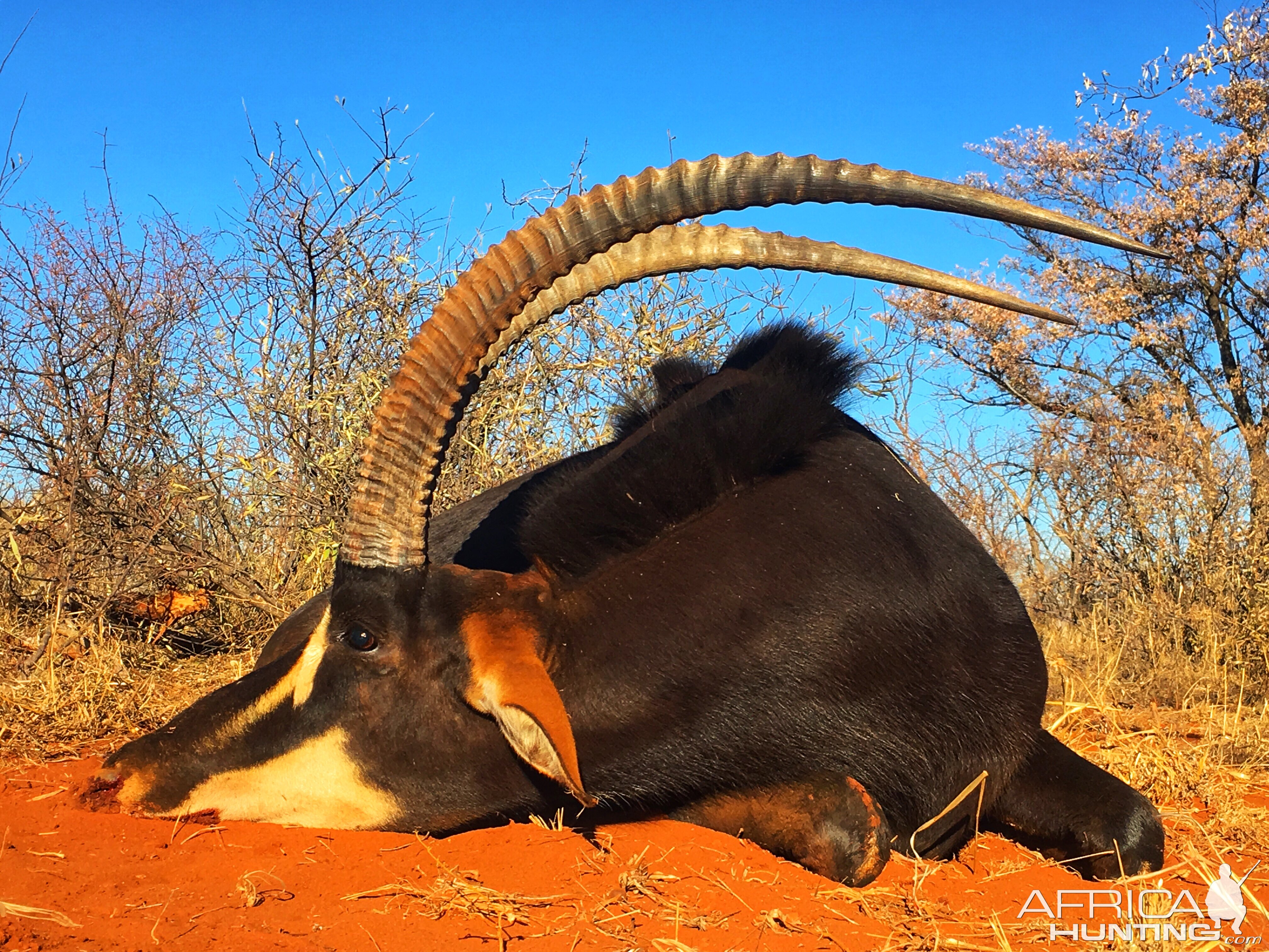 Sable Antelope Hunt South Africa