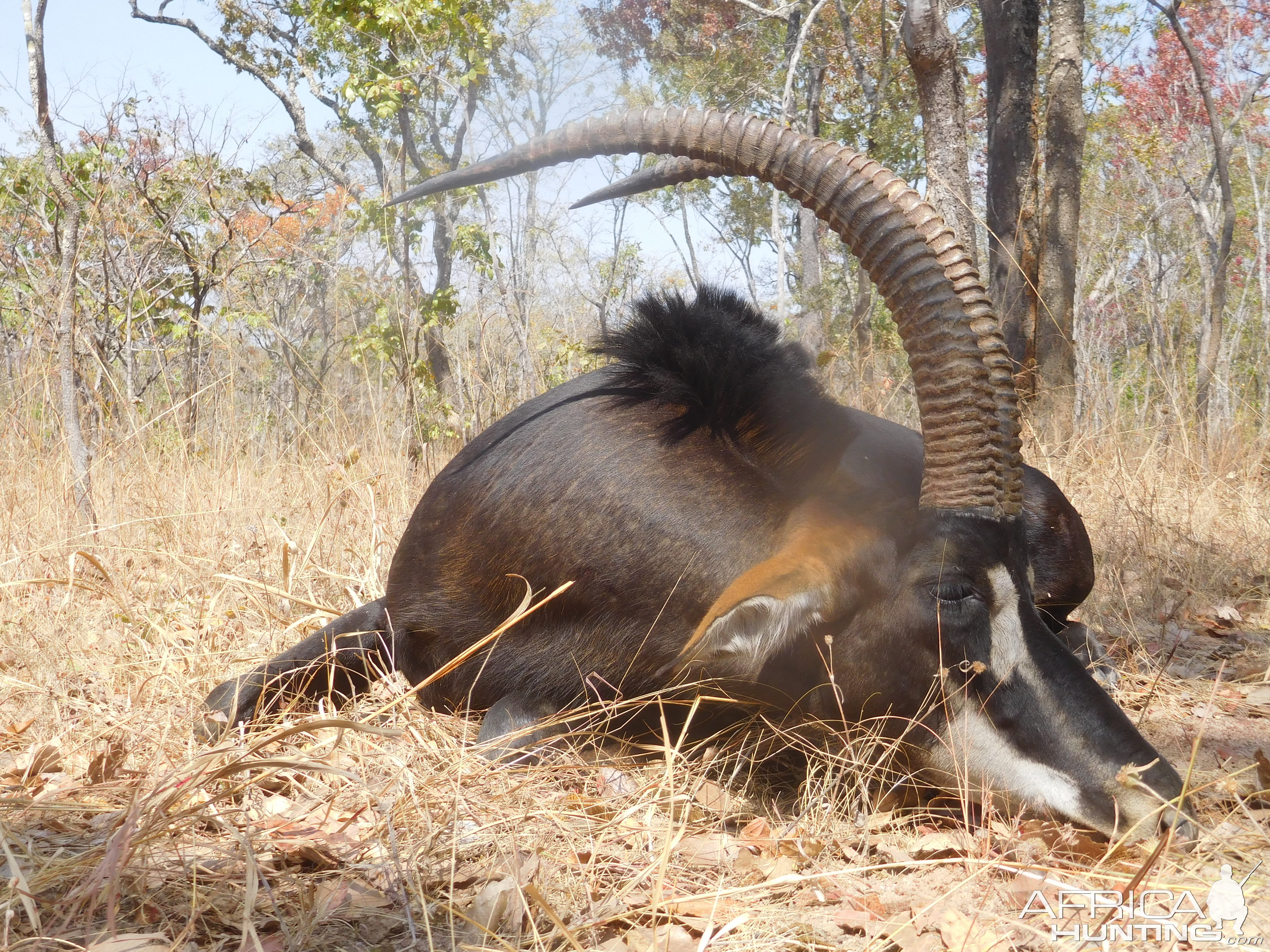 Sable Antelope Hunt Tanzania