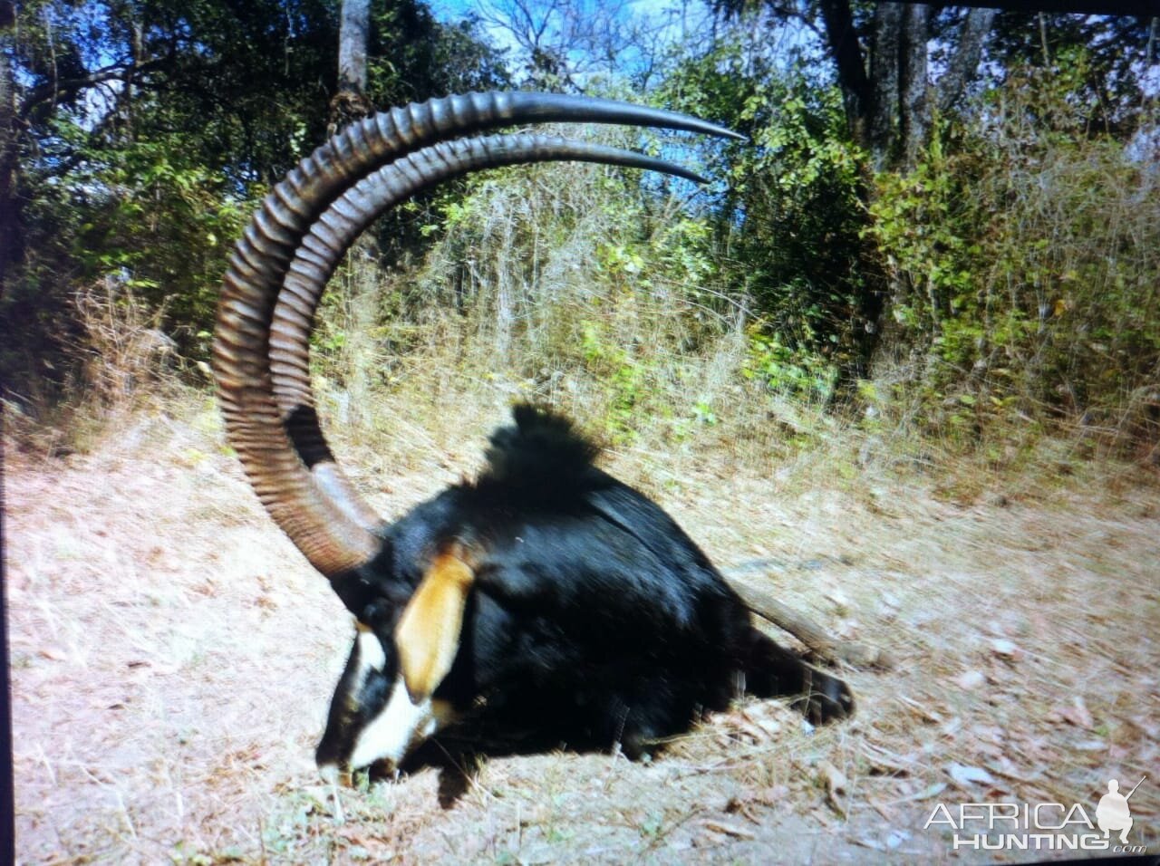 Sable Antelope Hunt Zambia