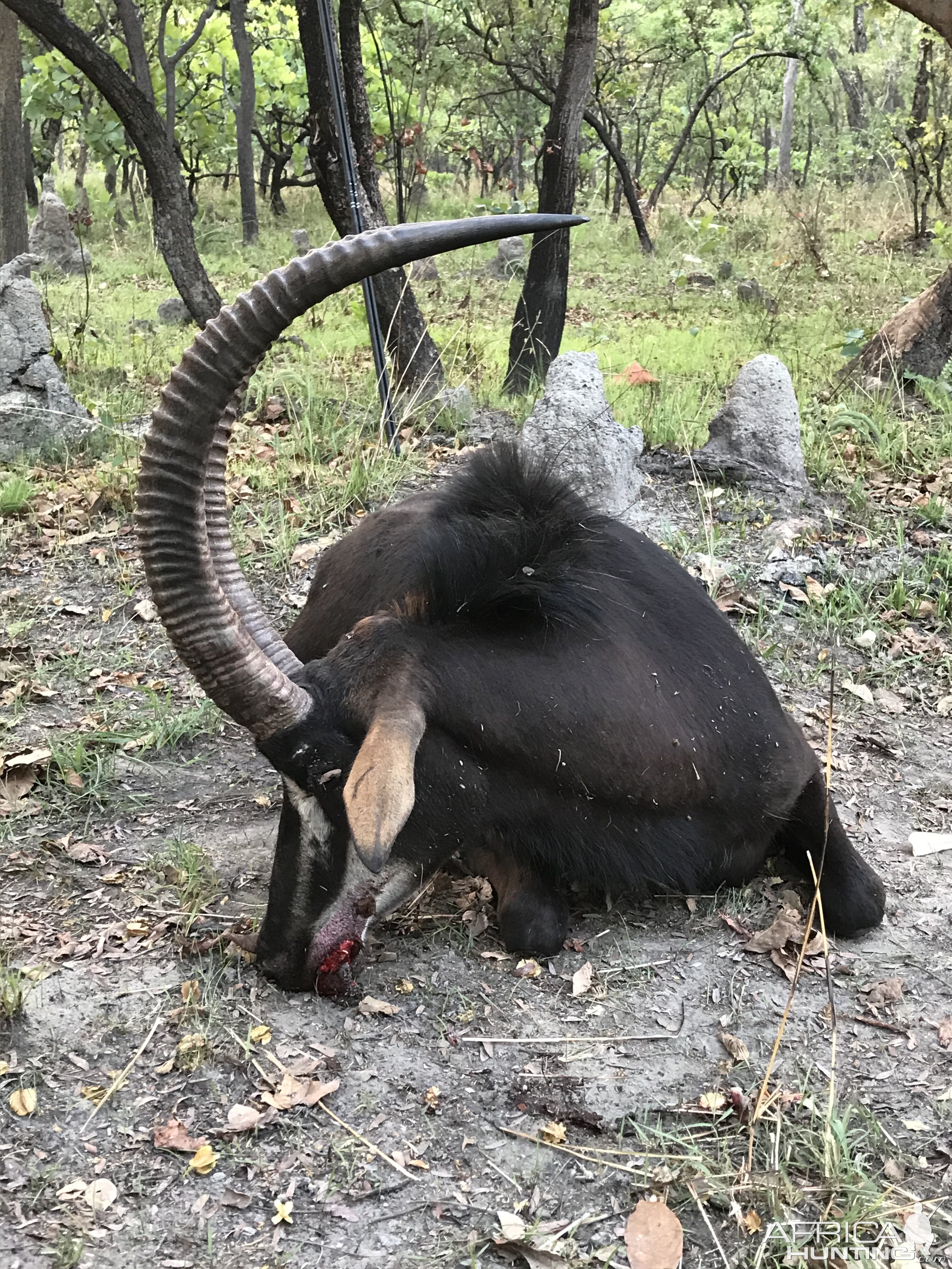 Sable Antelope Hunt Zambia