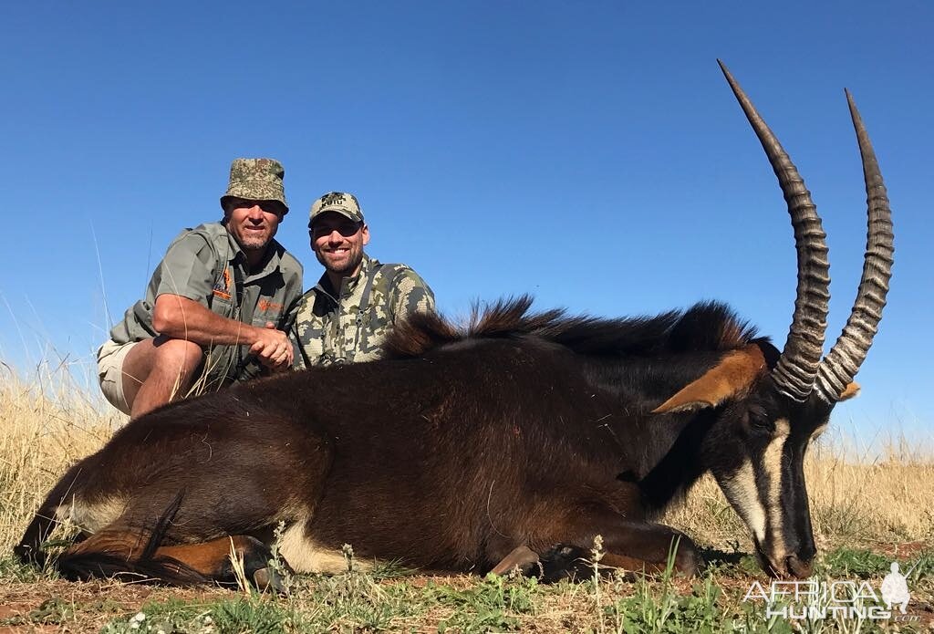 Sable Antelope Hunting South Africa