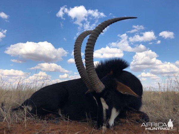 Sable Antelope Hunting South Africa