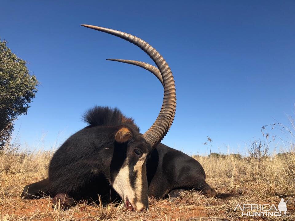 Sable Antelope Hunting South Africa