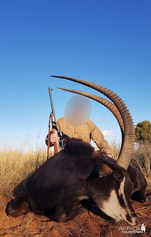 Sable Antelope Hunting South Africa