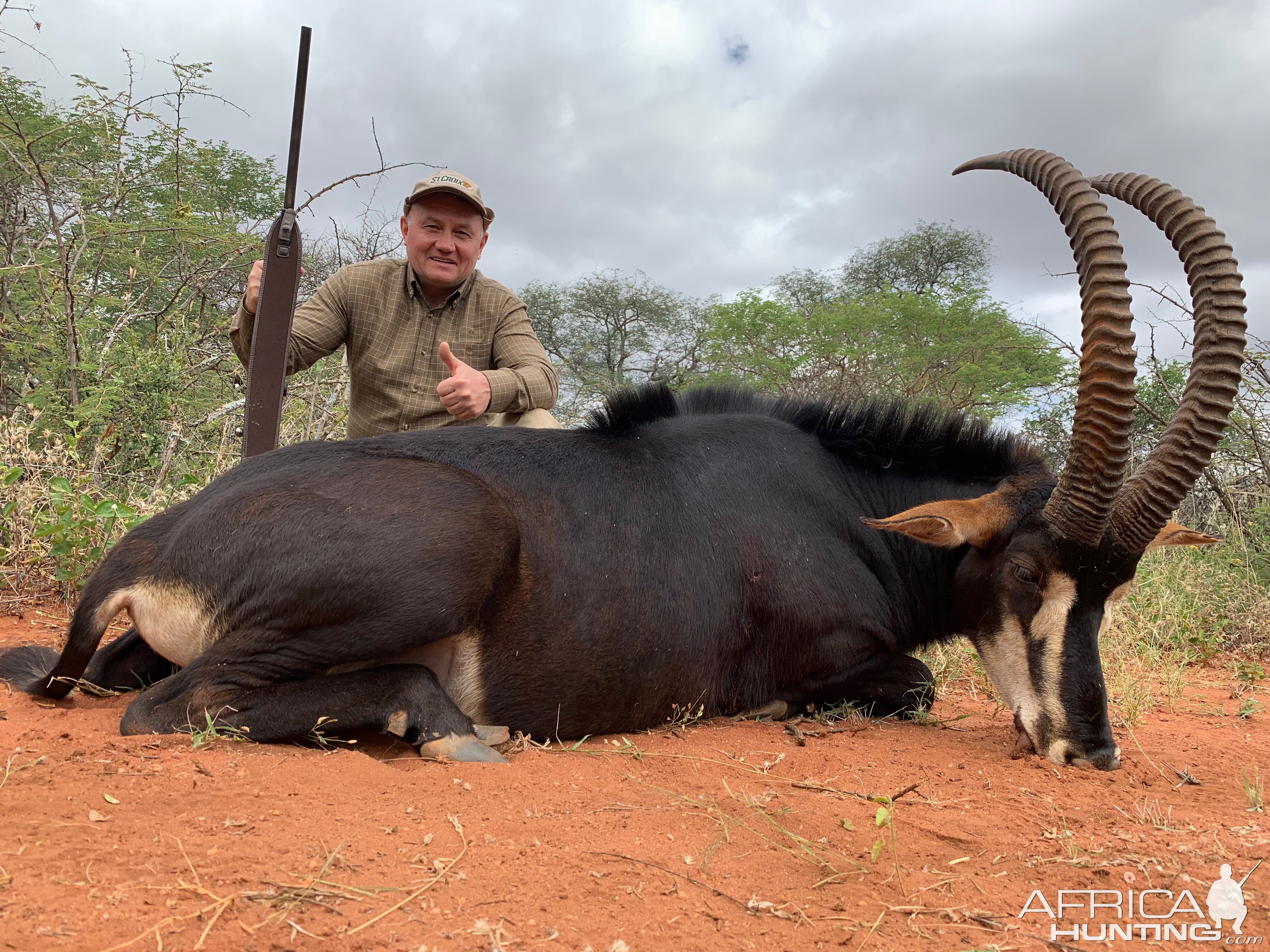 Sable Antelope Hunting South Africa