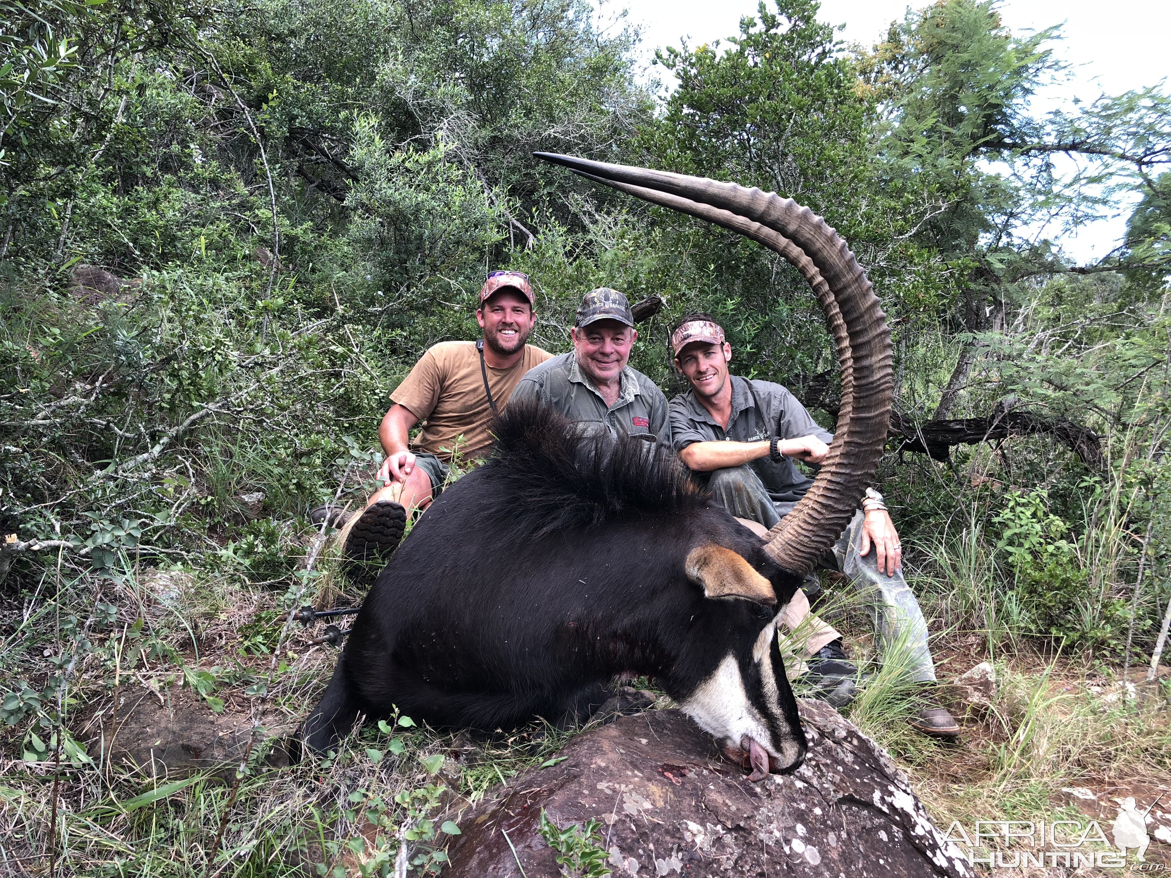 Sable Antelope Hunting South Africa