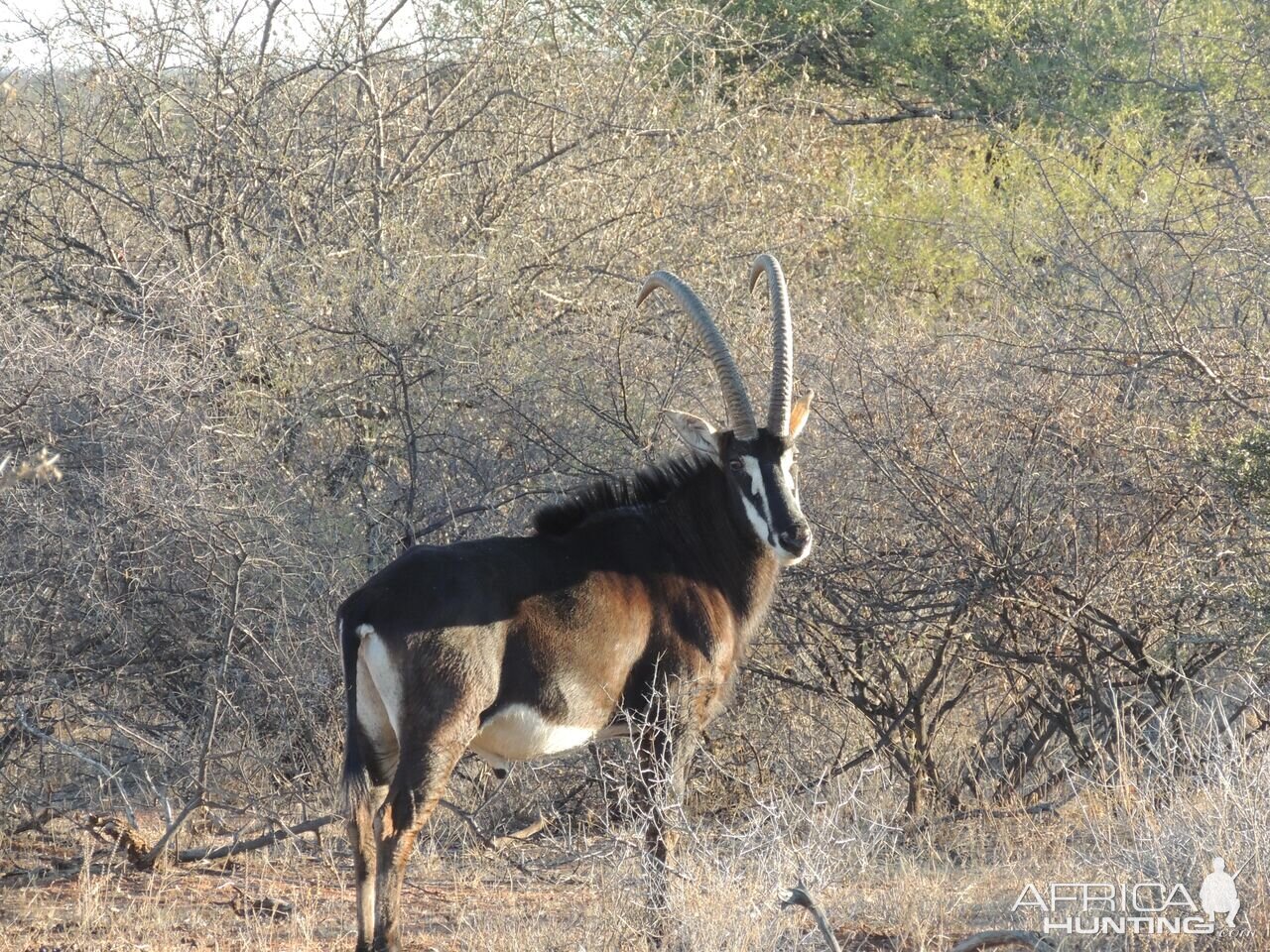 Sable Antelope in South Africa