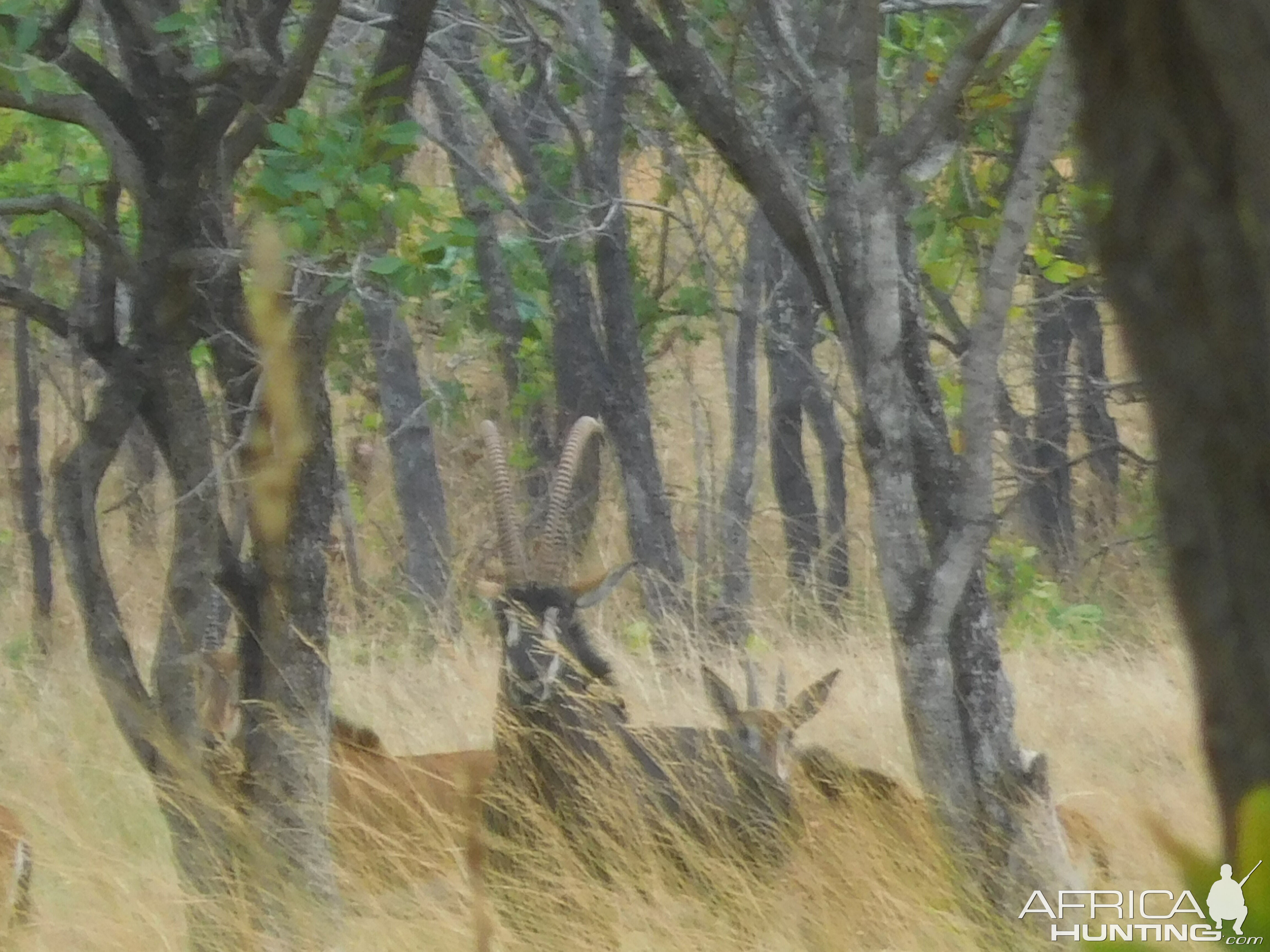 Sable Antelope in Tanzania