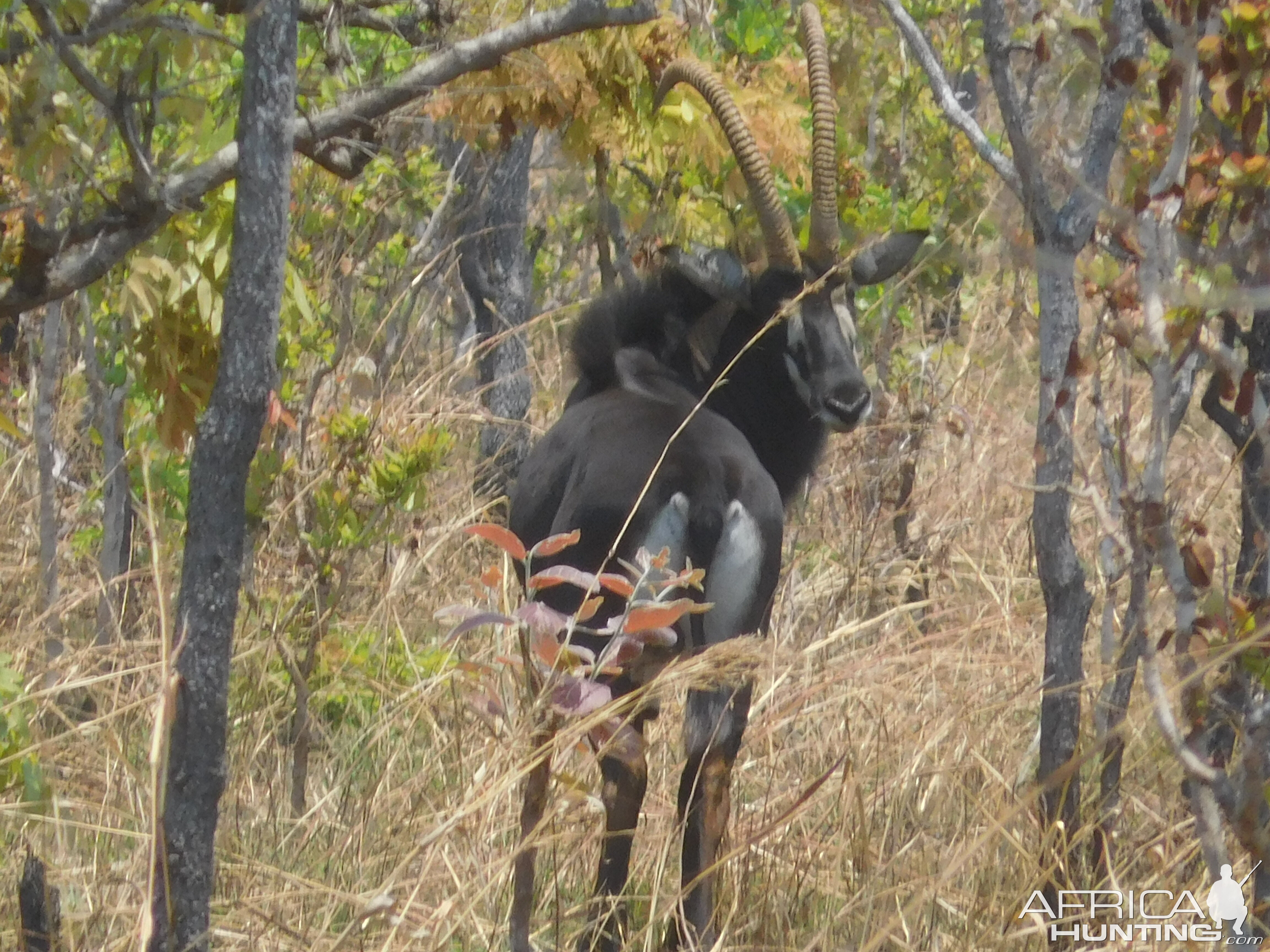 Sable Antelope in Tanzania