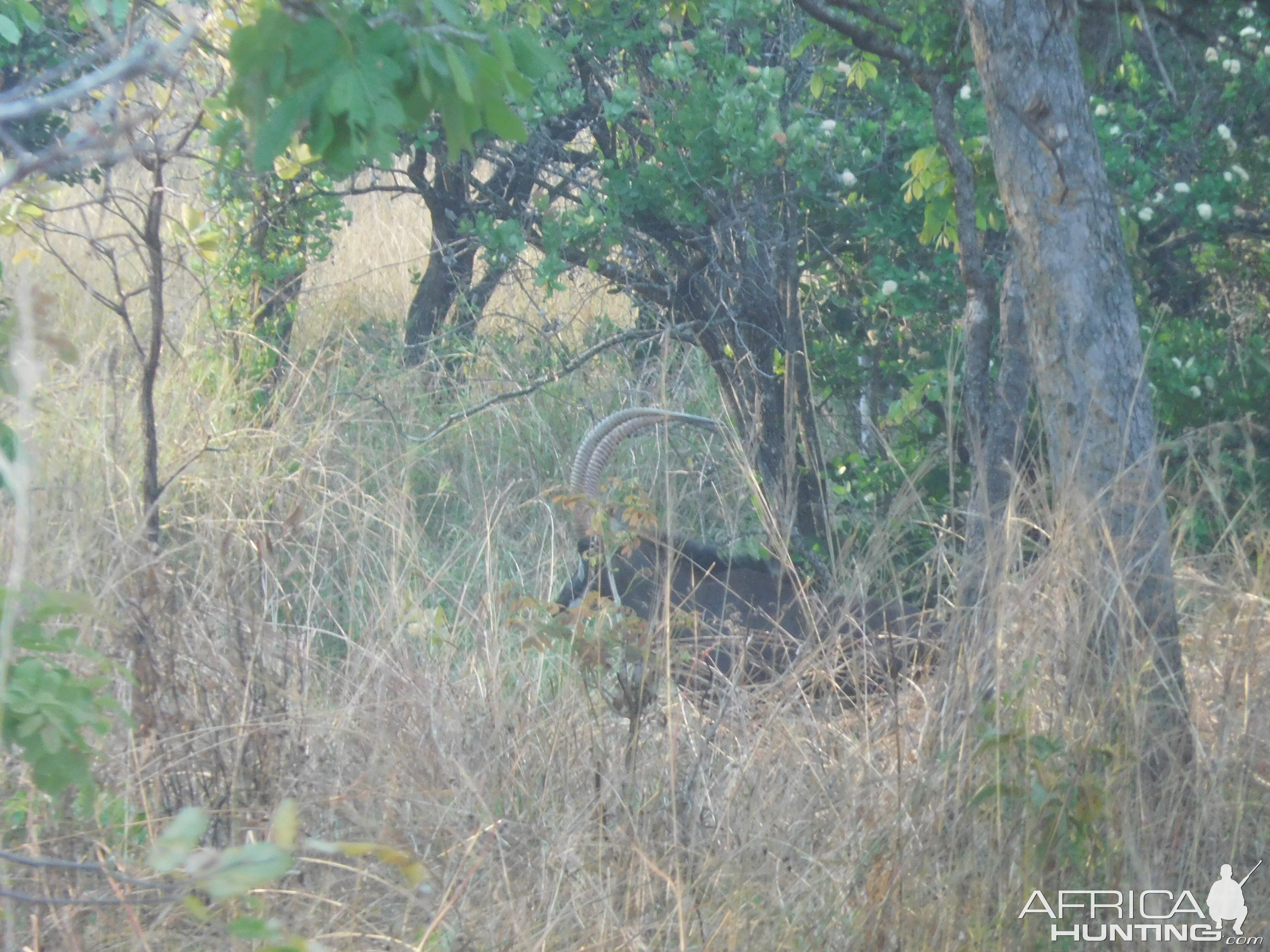 Sable Antelope in Tanzania