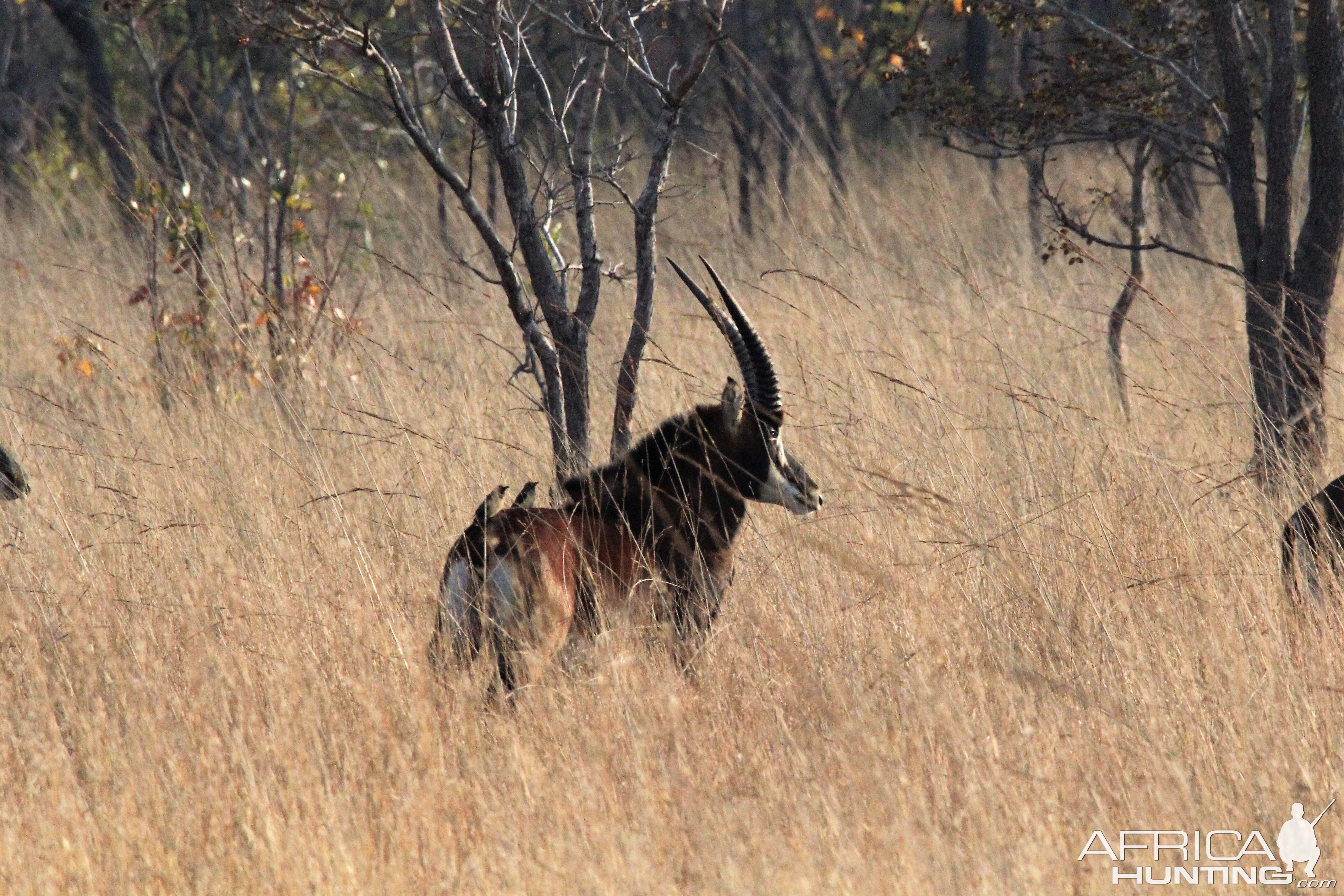 Sable Antelope in Zambia