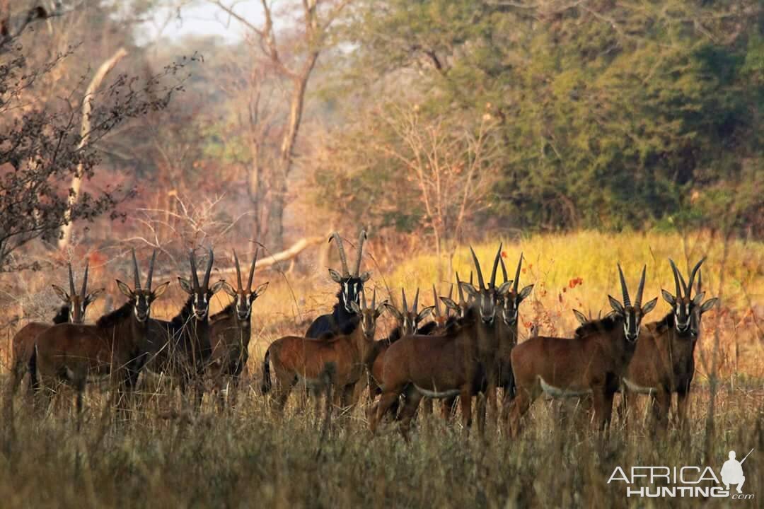 Sable Antelope in Zambia