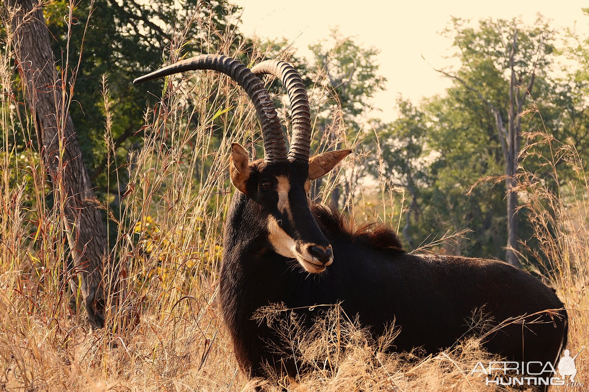 Sable Antelope in Zambia