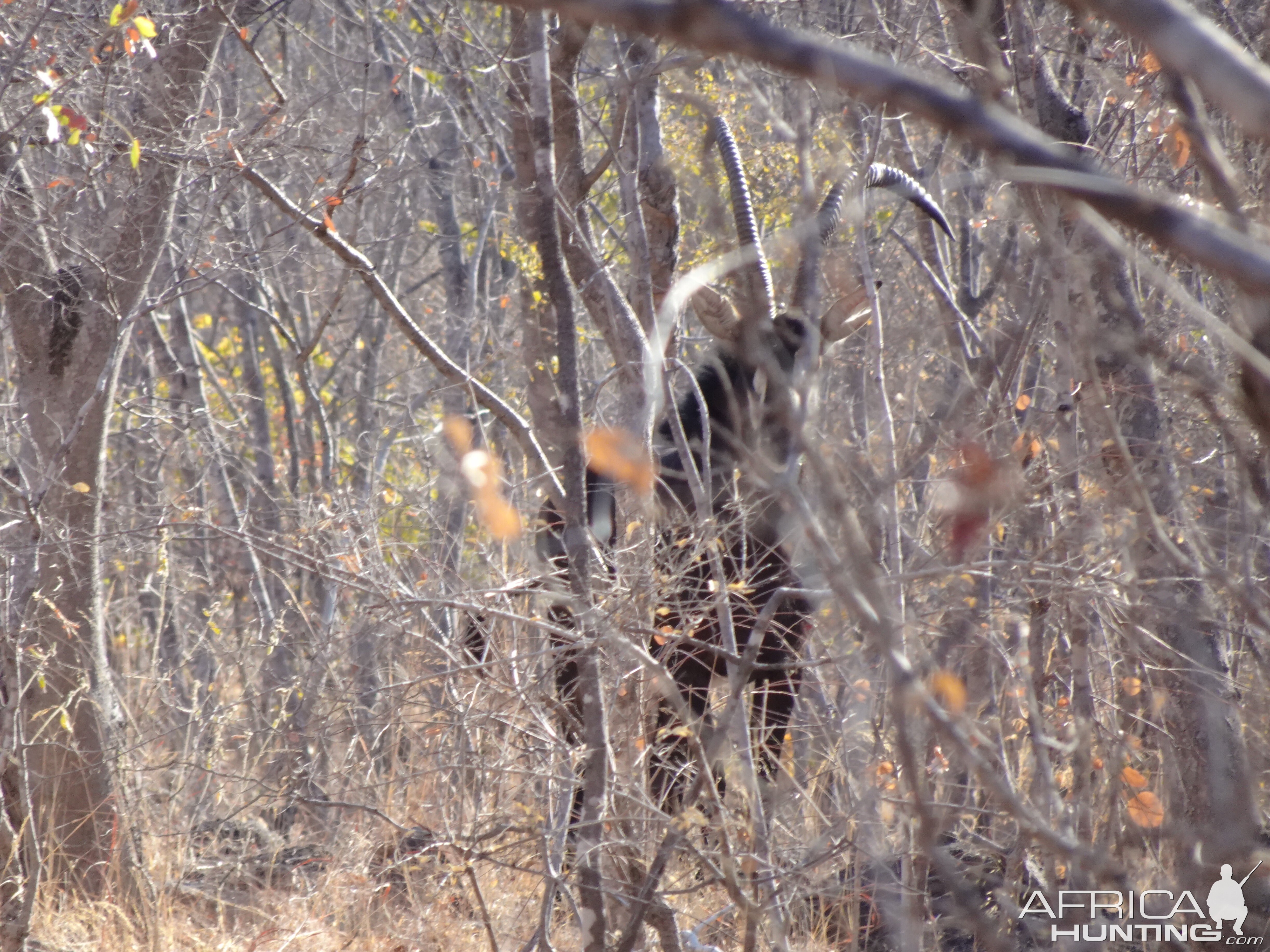 Sable Antelope in Zimbabwe