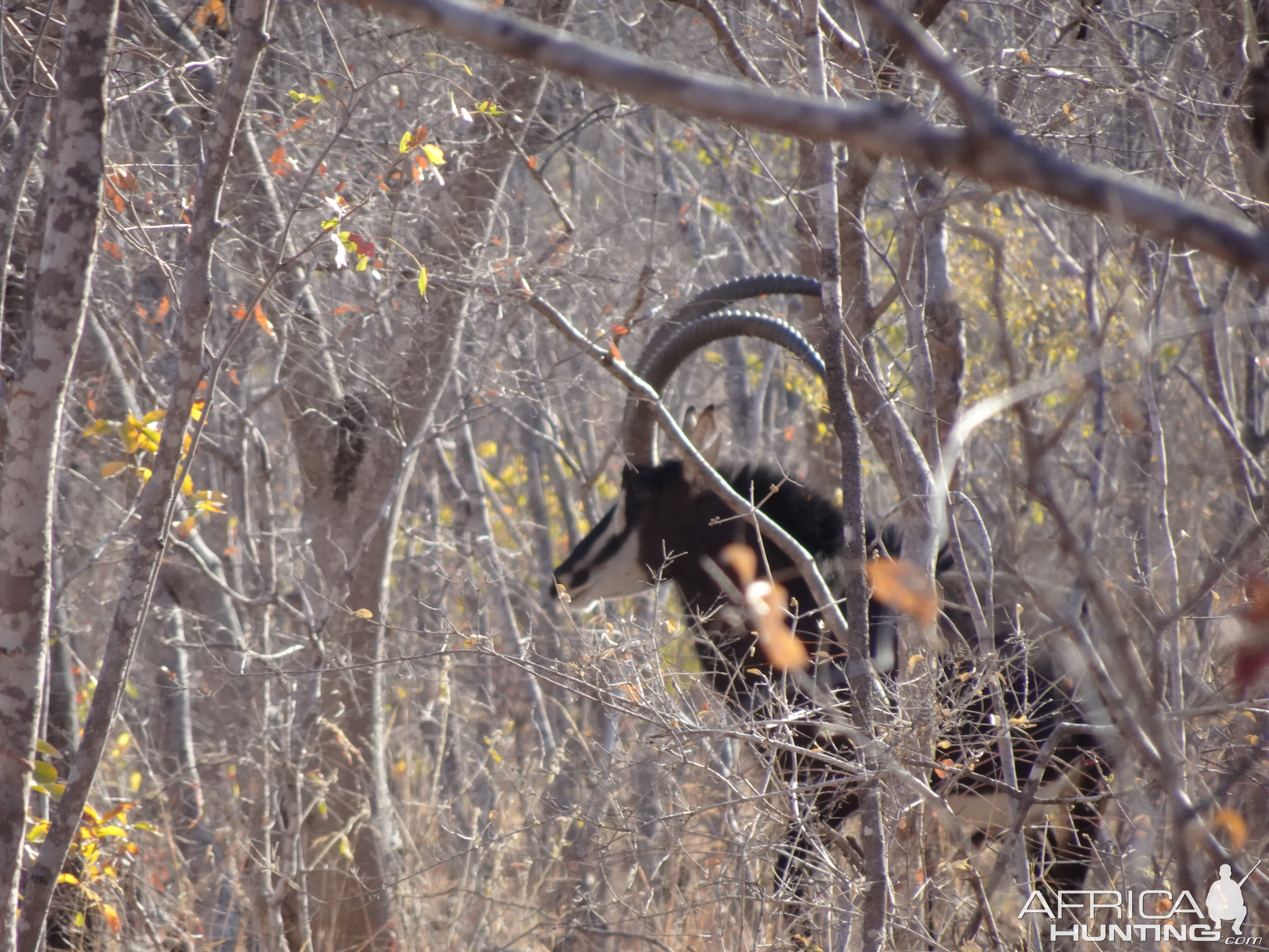 Sable Antelope in Zimbabwe