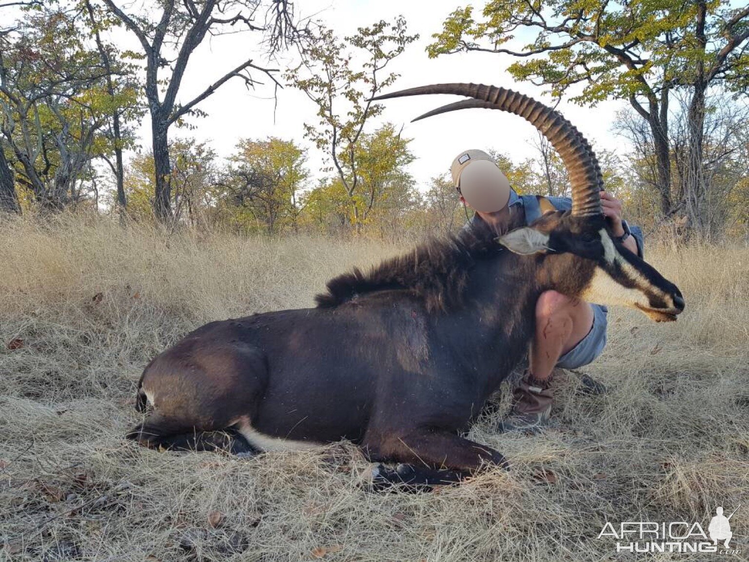 Sable Antelope Matetsi Area Zimbabwe Hunting