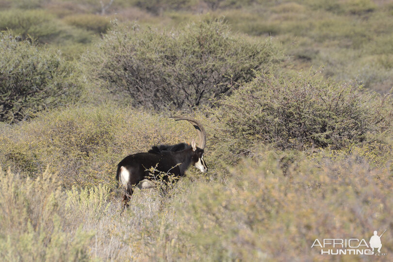 Sable Antelope Namibia