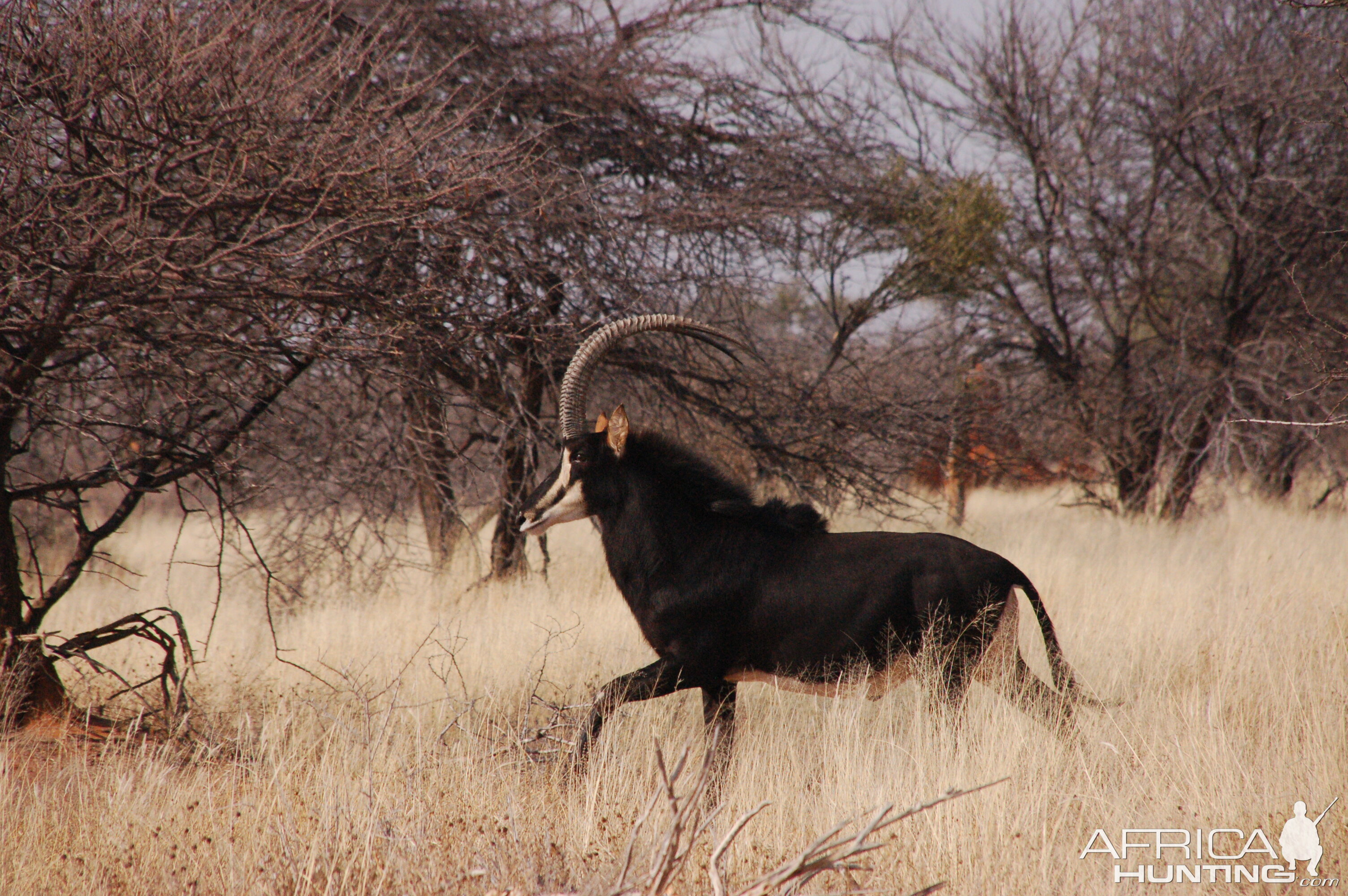 Sable Antelope Namibia