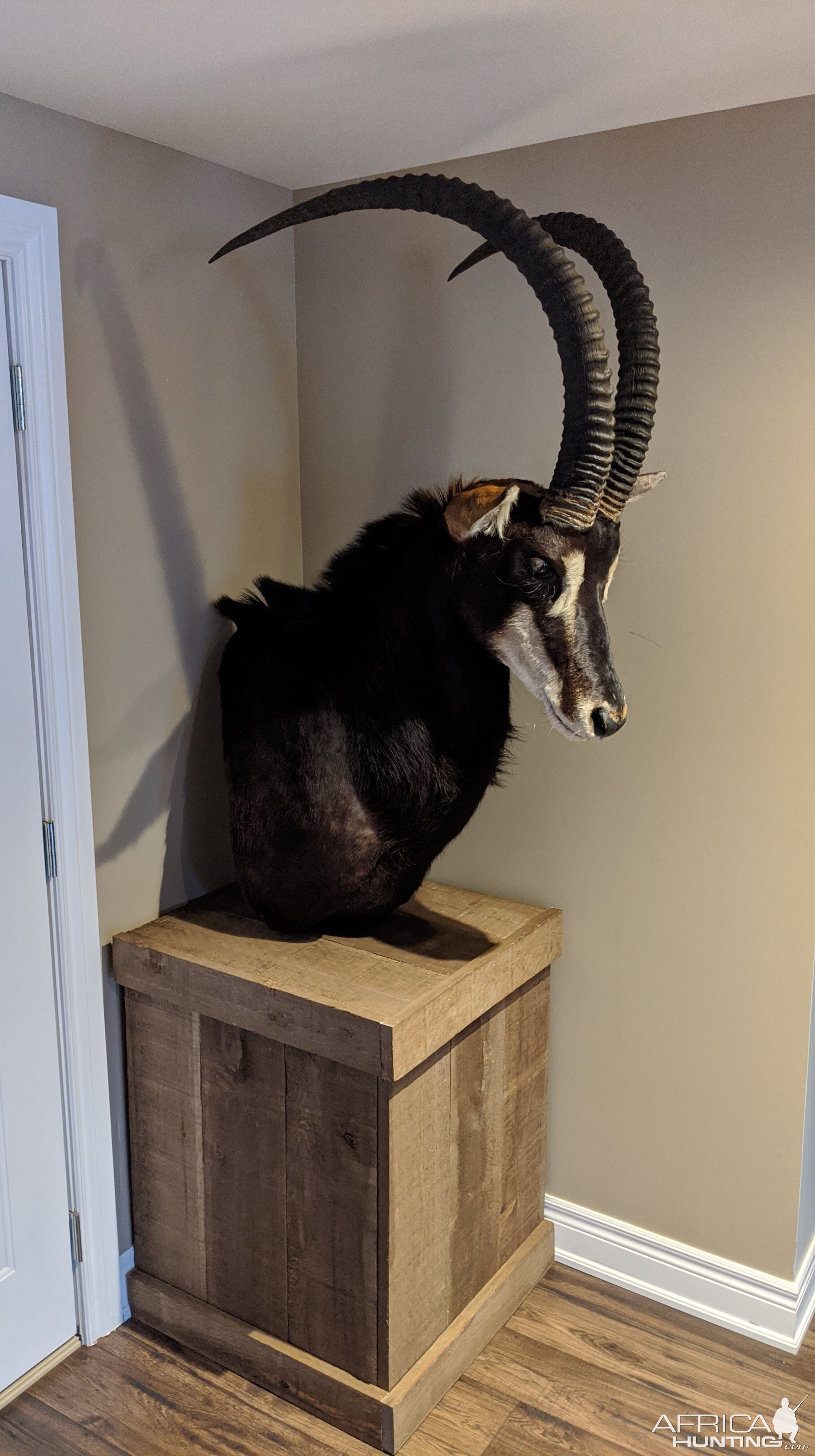 Sable Antelope Pedestal Mount Taxidermy