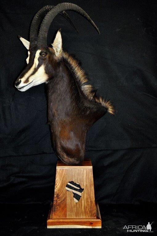 Sable Antelope Shoulder Mount Pedestal Taxidermy