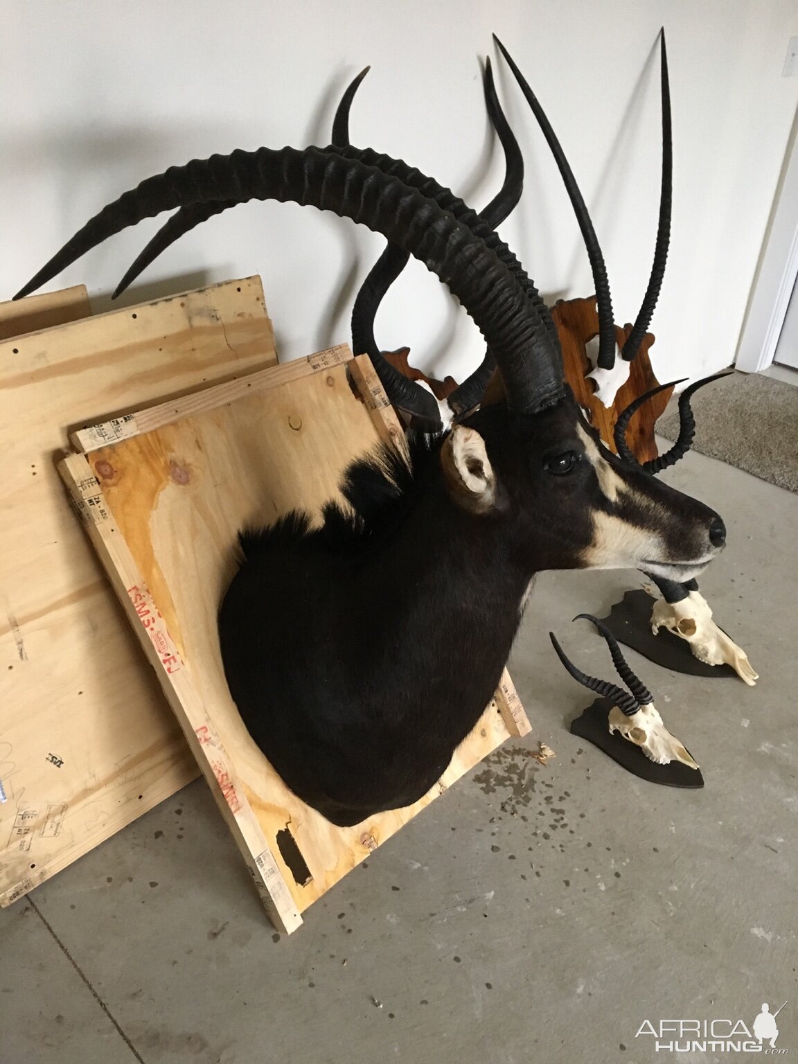 Sable Antelope Shoulder Mount Taxidermy