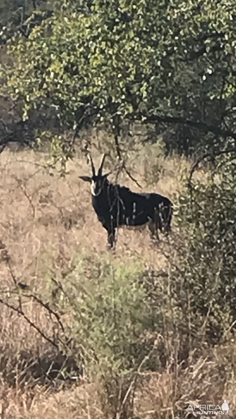 Sable Antelope South Africa