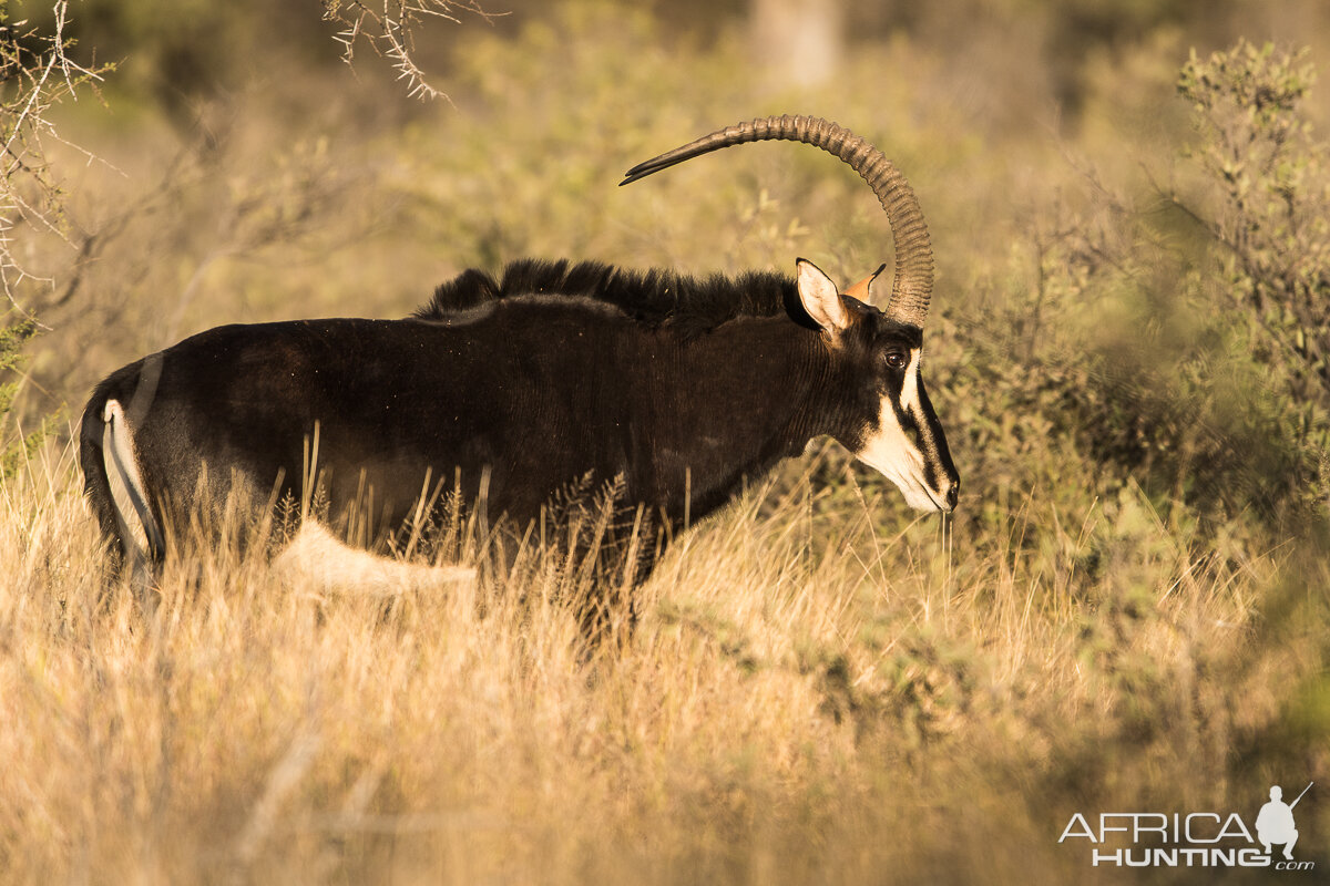 Sable Antelope South Africa