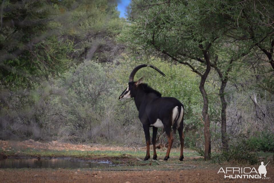 Sable Antelope South Africa