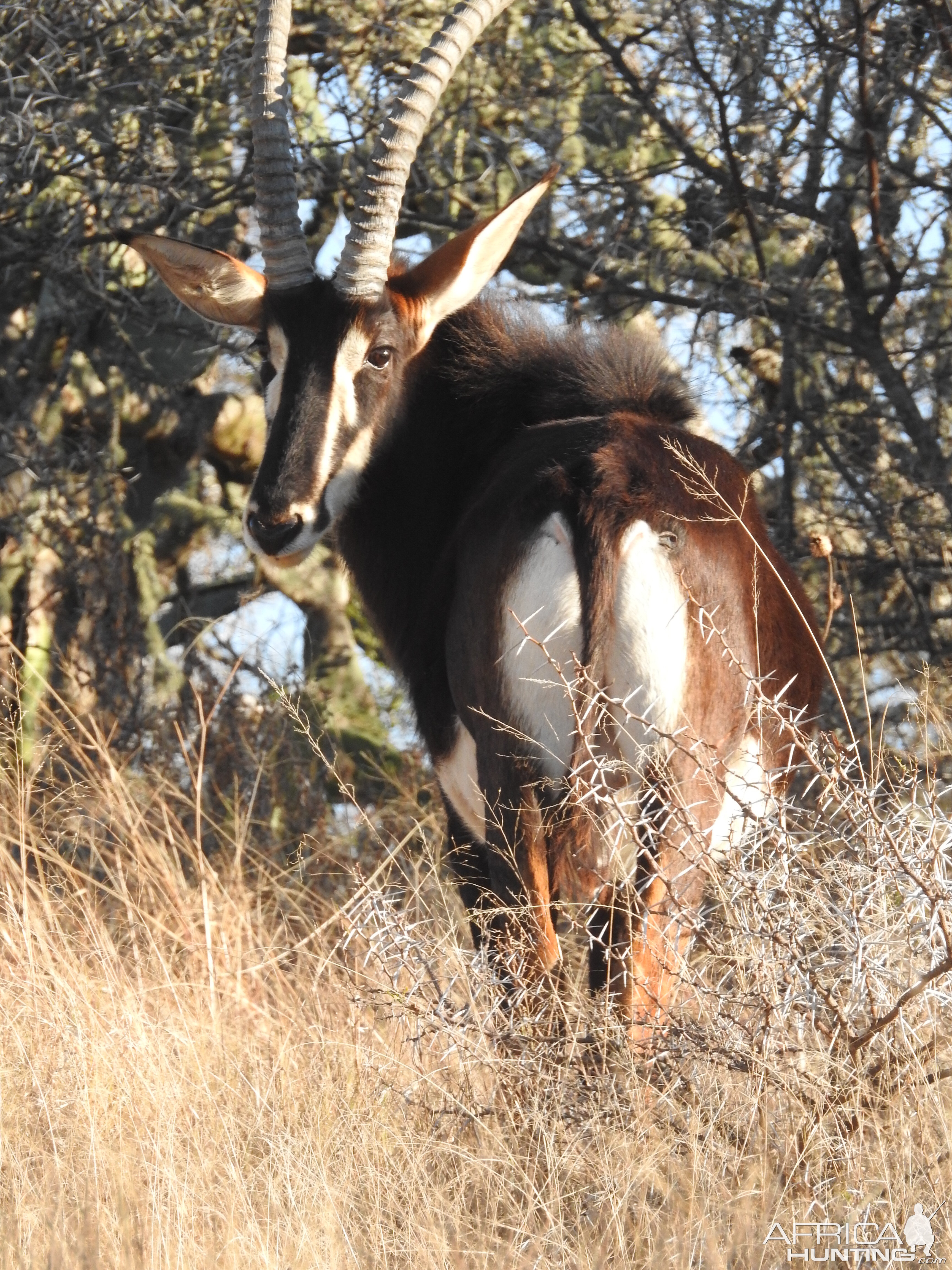 Sable Antelope South Africa